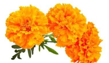 Lutein - E161b Gıda Boyası