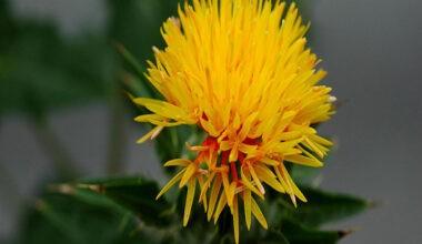 Aspir (Safflower) Gıda Boyası